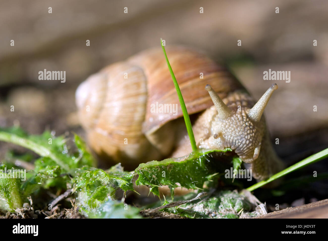 Edible Roman Snail Helix Pomatia Eating Green Leaves In A Garden Stock Photo Alamy