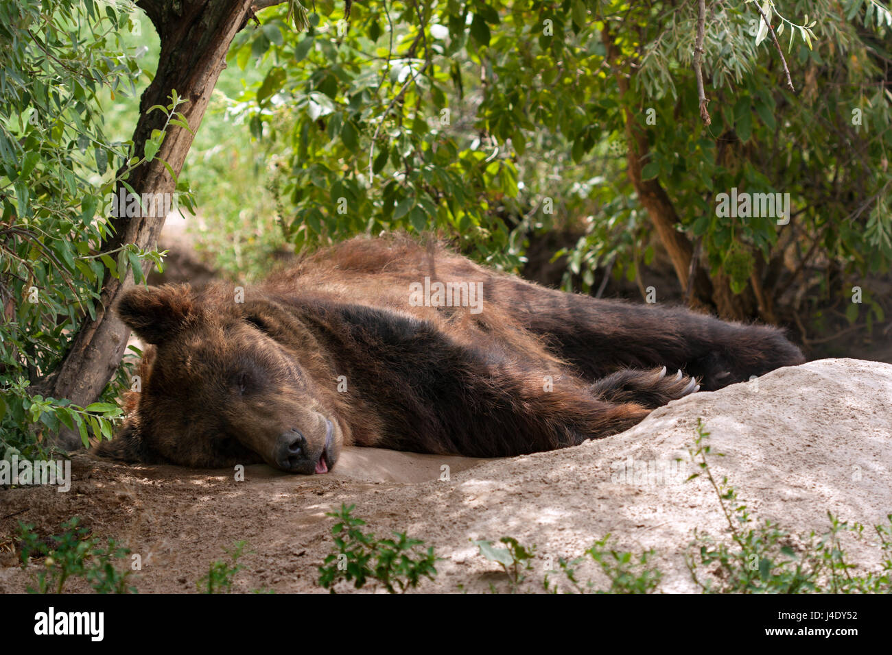 Brown bear sleeping in the shadow of trees at Bear farm, Veresegyháza, Hungary. Stock Photo