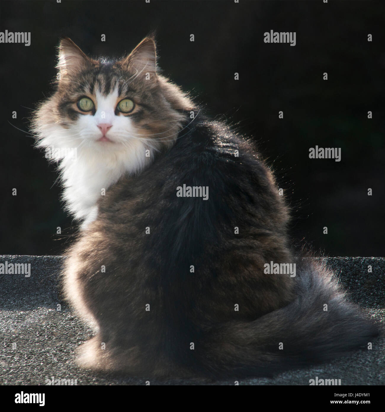Square Image Of A Beautiful Maine Coon Cat Back Lit By The Late Stock Photo Alamy