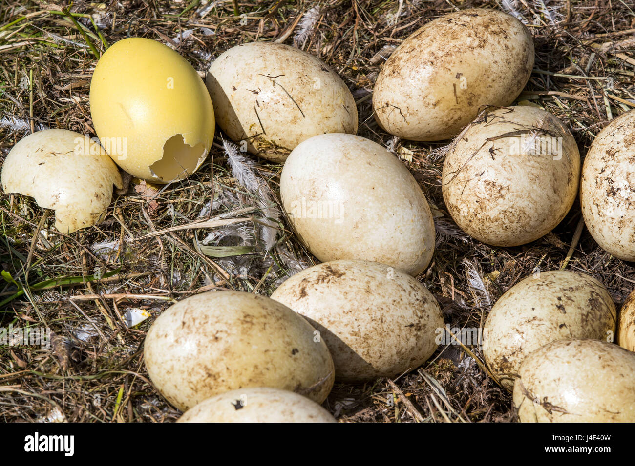 Schattin, Germany. 11th May, 2017. Broken, cold Rhea eggs can be seen ...