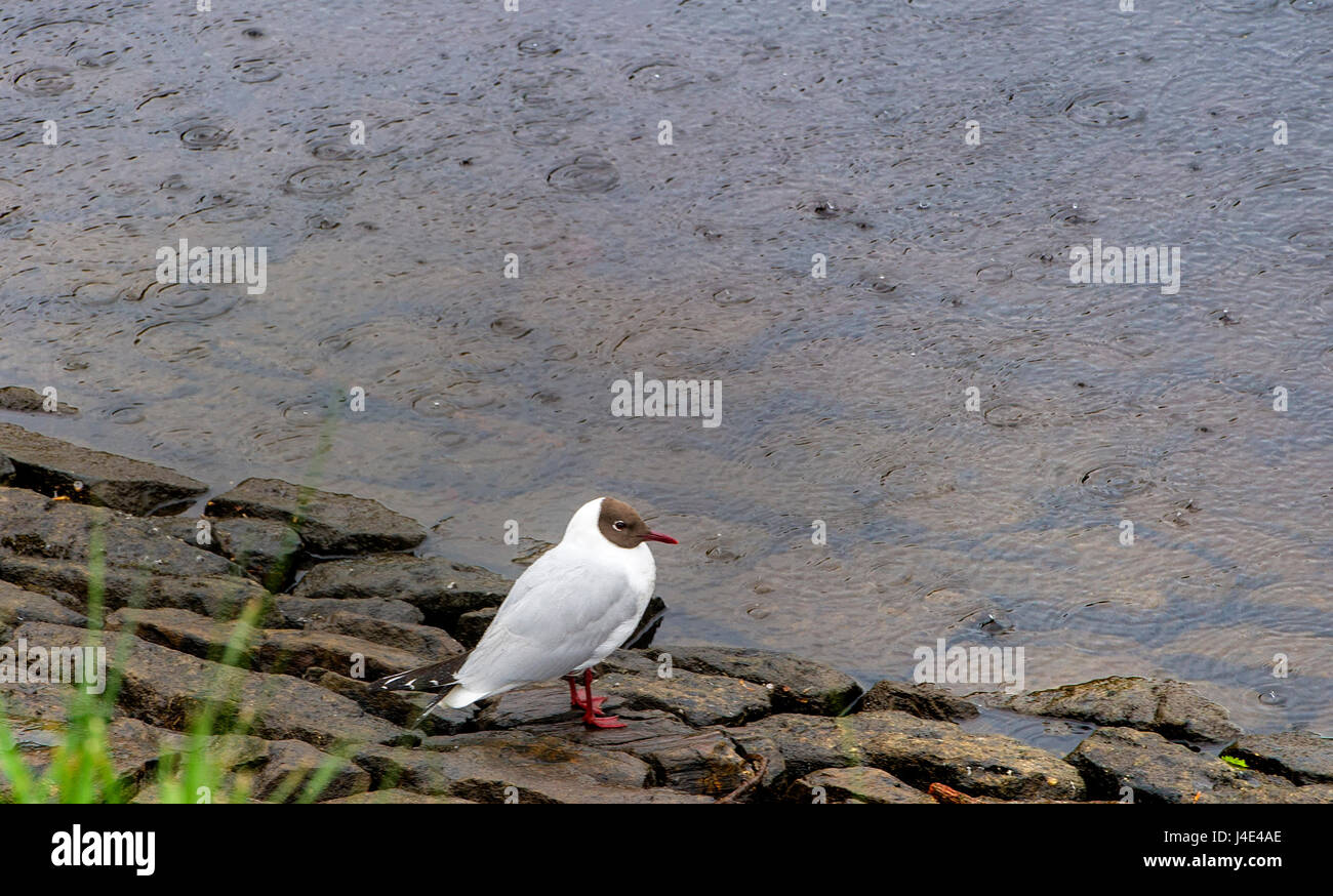 Blackburn, Lancashire, UK. 12th May, 2017. Much needed rain showers for this lone seagull at Entwistle Reservoir, Blackburn, Lancashire. Picture by Paul Heyes, Friday May 12, 2017. Credit: Paul Heyes/Alamy Live News Stock Photo
