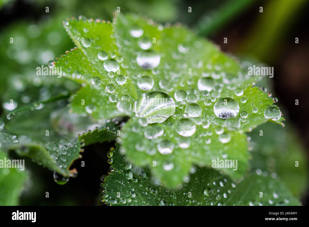 Mousehole, Cornwall, UK. 12th May 2017. UK Weather. After a prolonged dry period, rain falls on the gardens and farmers fields in Cornwall. Farmers have expressed concern over how the extremes of weather during the seasons is making it difficult for them to produce consistent yields of crops such as potatoes. Seen here droplets of rain collecting on the leaves of Alchemilla Mollis. Credit: Simon Maycock/Alamy Live News Stock Photo