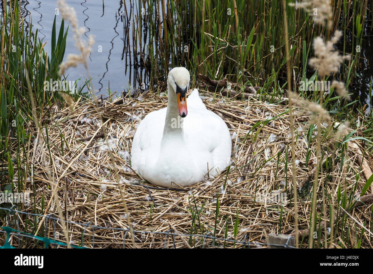 Single female swan sitting on a nest in reeds by a pond Stock Photo