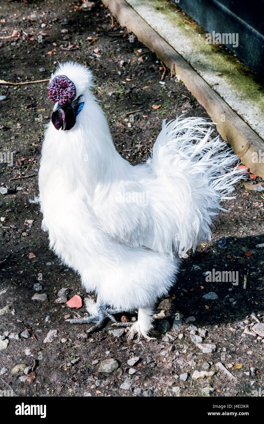 A White Silkie Bantam rooster with a Walnut Comb Stock Photo - Alamy