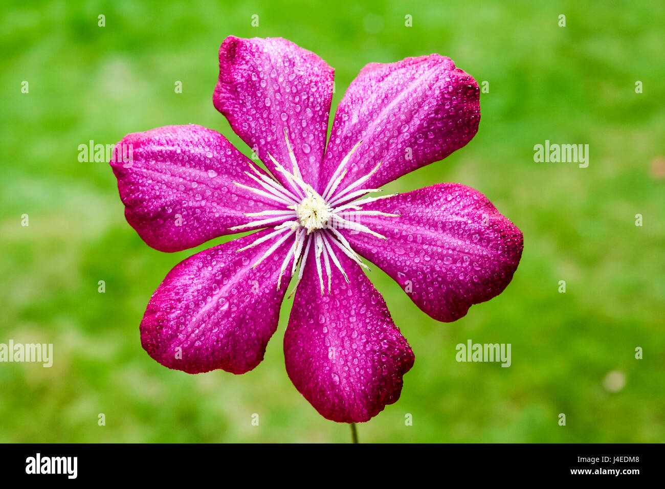 Closw Closw up hi-res stock photography and images - Alamy