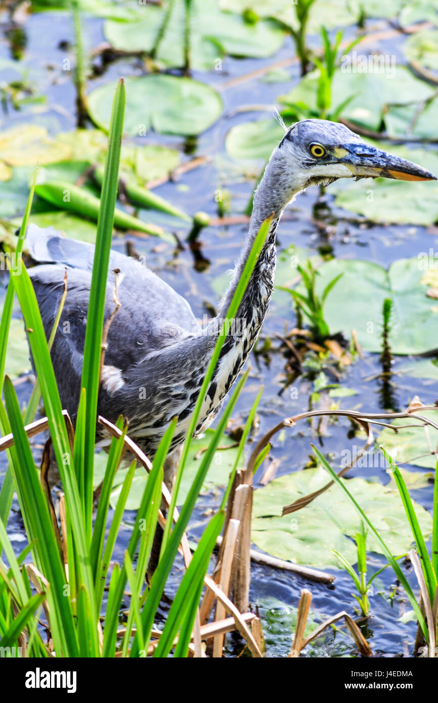 A single Grey Heron (Ardea Cinerea) hunting for fish in a lily pond Stock Photo