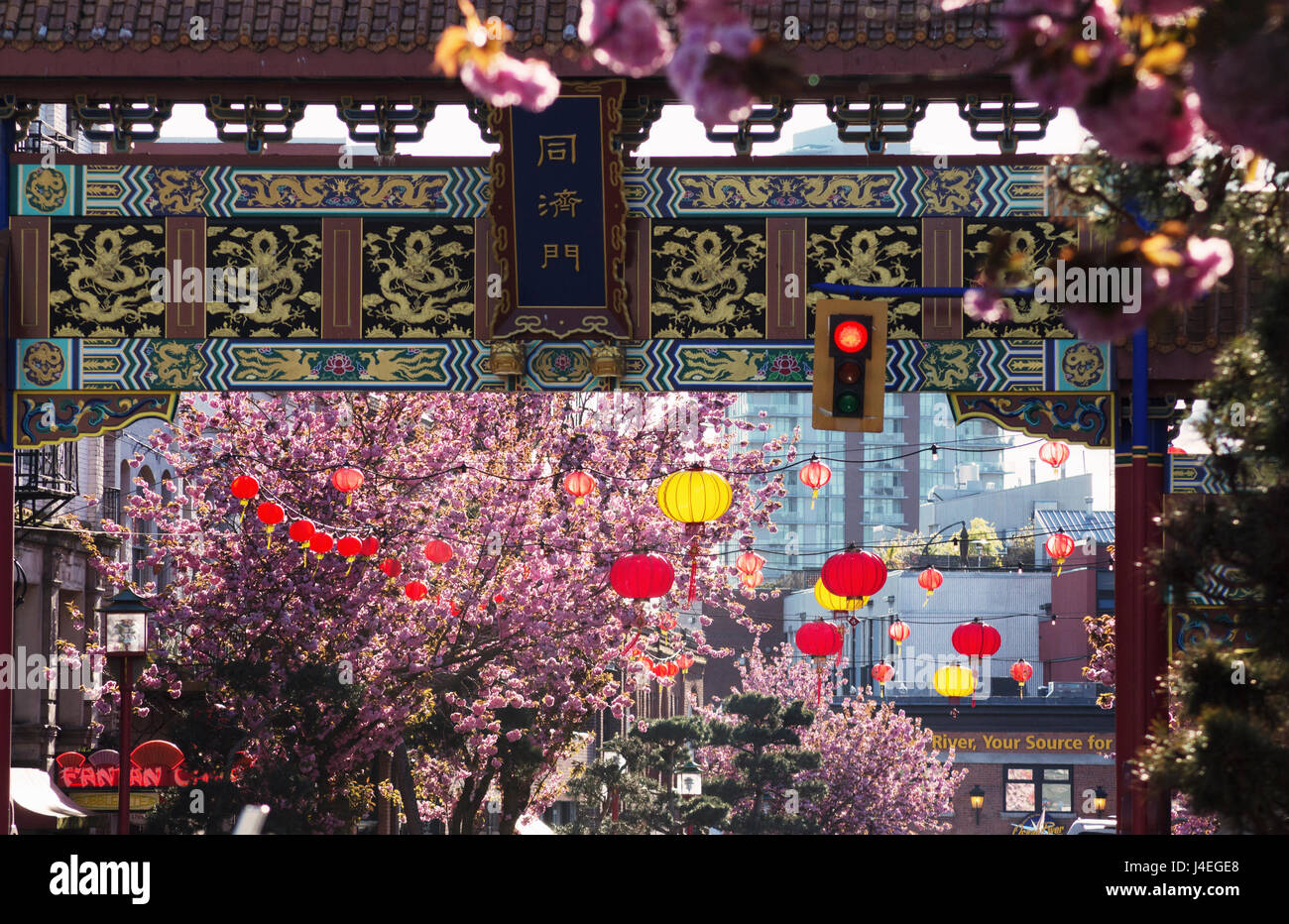 Cherry blossoms on Fisgard St. Victoria BC Canada Stock Photo Alamy
