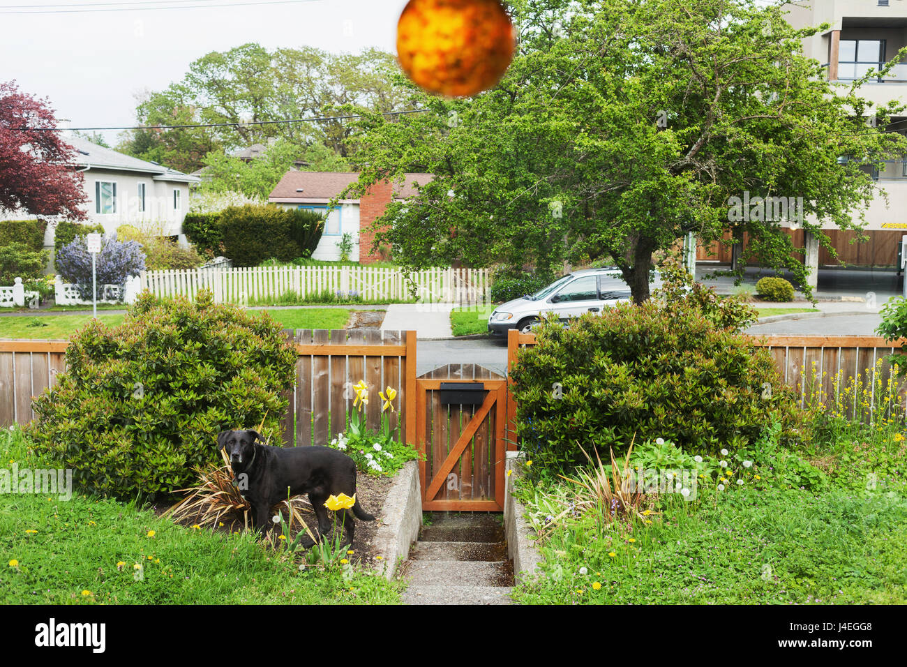 Dog in front yard. Victoria BC Canada Stock Photo Alamy