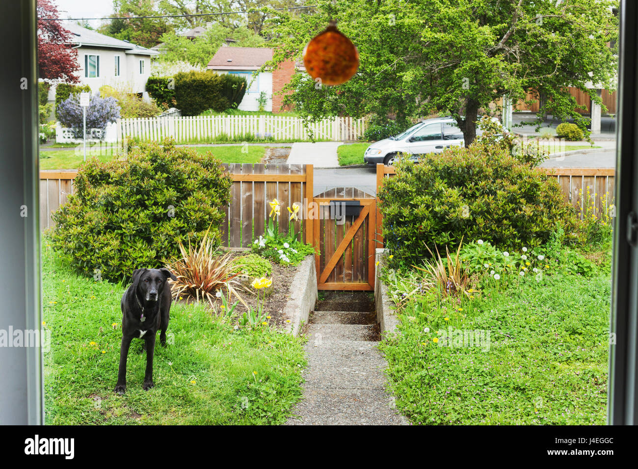 Dog in front yard. Victoria BC Canada Stock Photo Alamy