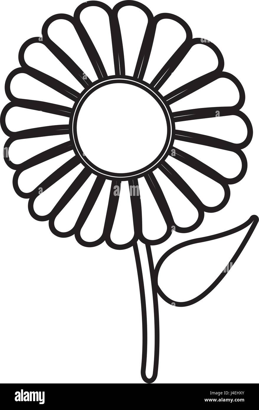 beautiful single daisy flower outline Stock Vector Image & Art - Alamy