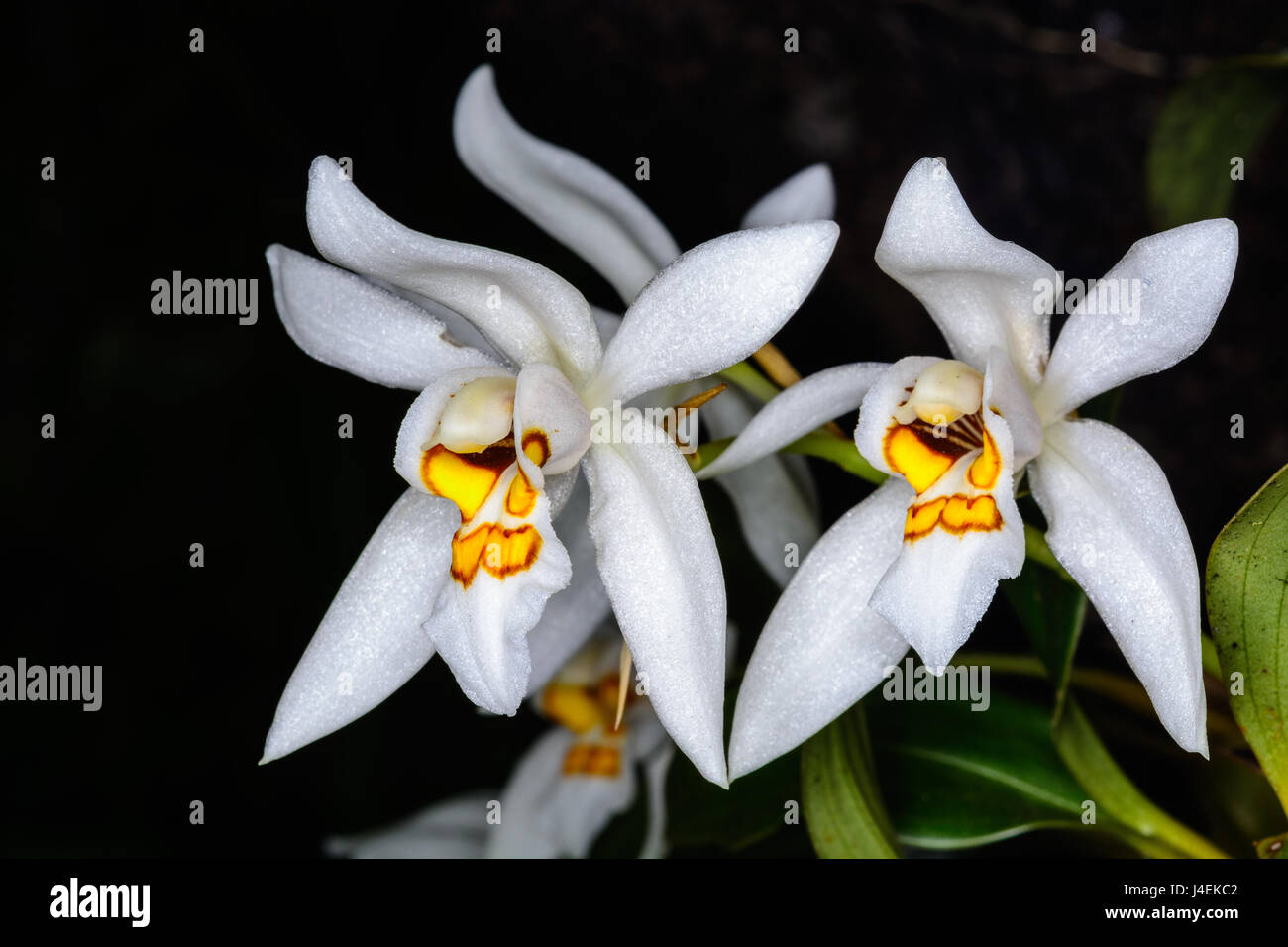 Coelogyne nitida (Wall. Mss.) Lindl. epiphytic orchid orchid In the habitat. Stock Photo
