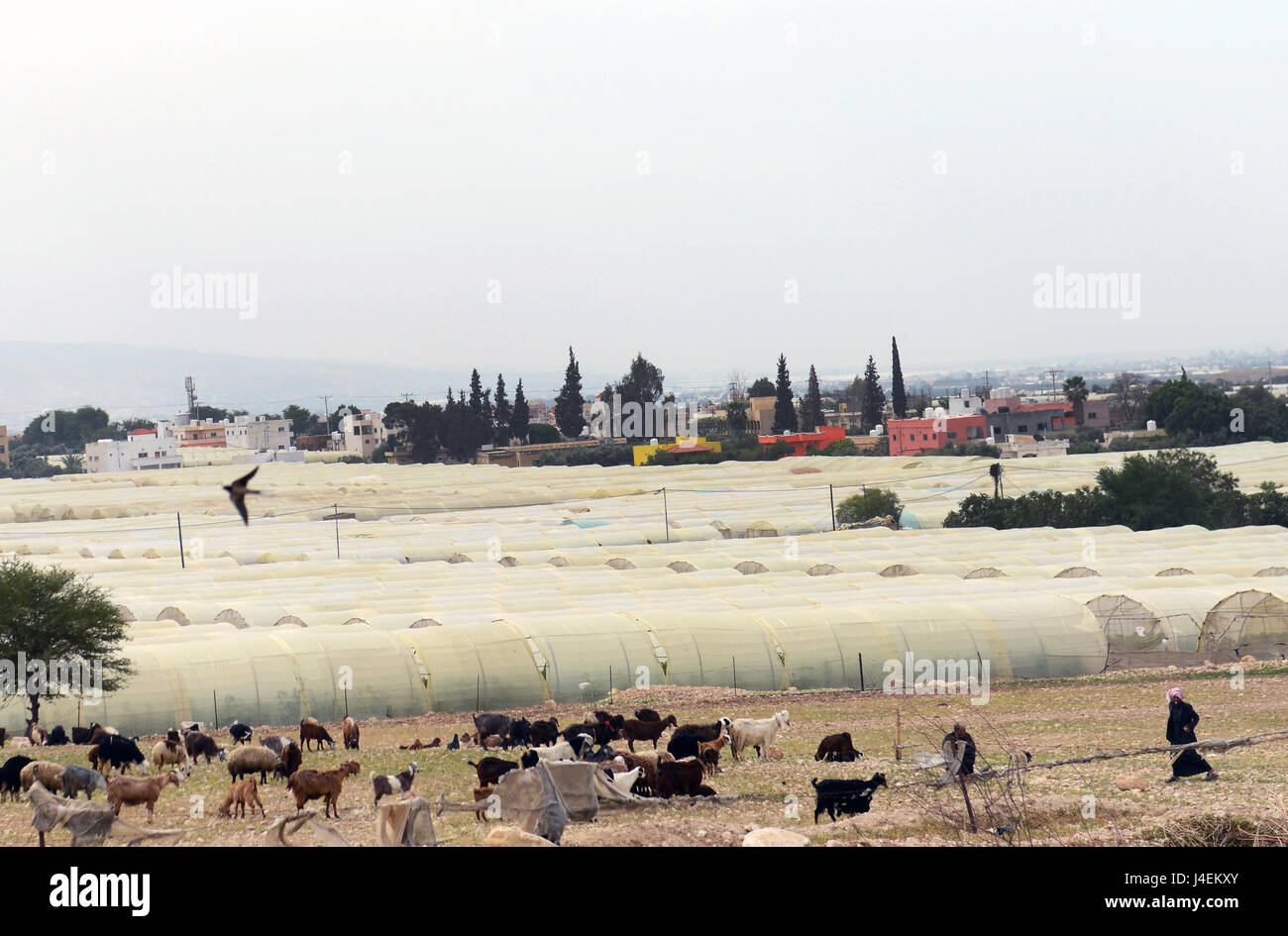 The Jordan valley is the predominant region for agriculture in Jordan. Stock Photo