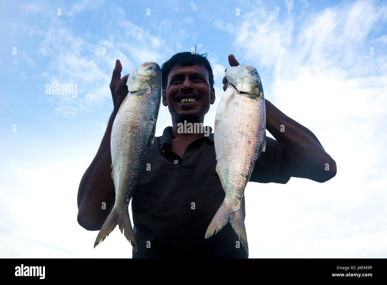 A fisherman holds a pair of Hilsa fishes on the bank of Meghna River in Chandpur , Bangladesh Stock Photo