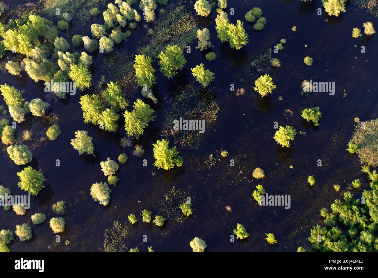 Aerial view of the reeds and willows during the flood in Kopacki rit Nature Park, Croatia Stock Photo