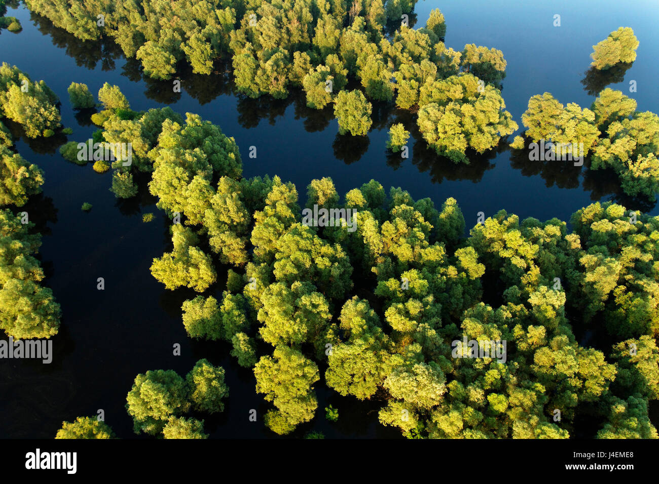 Aerial view of the reeds and willows during the flood in Kopacki rit Nature Park, Croatia Stock Photo