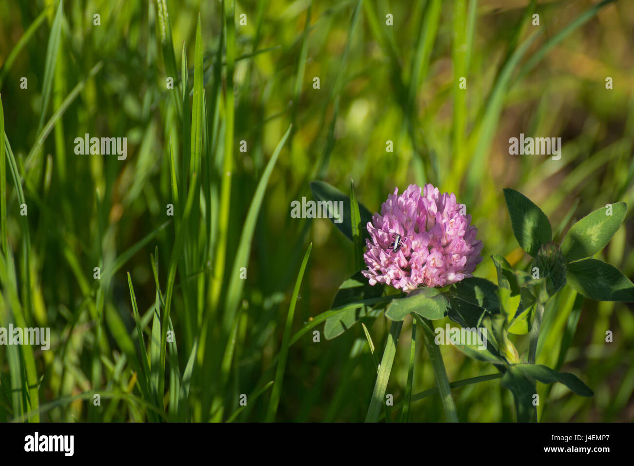 Clover in the grass photographed in nature. Stock Photo