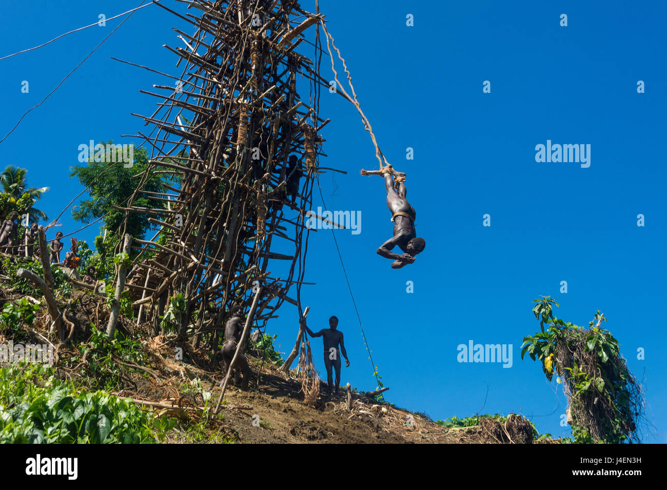 Man jumping from a bamboo tower, Pentecost land diving, Pentecost, Vanuatu, Pacific Stock Photo