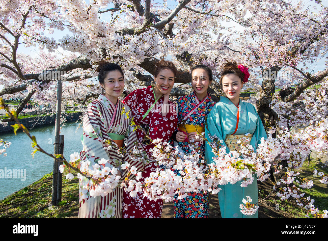 Women dressed as Geishas standing in the blossoming cherry trees, Fort Goryokaku, Hakodate, Hokkaido, Japan, Asia Stock Photo