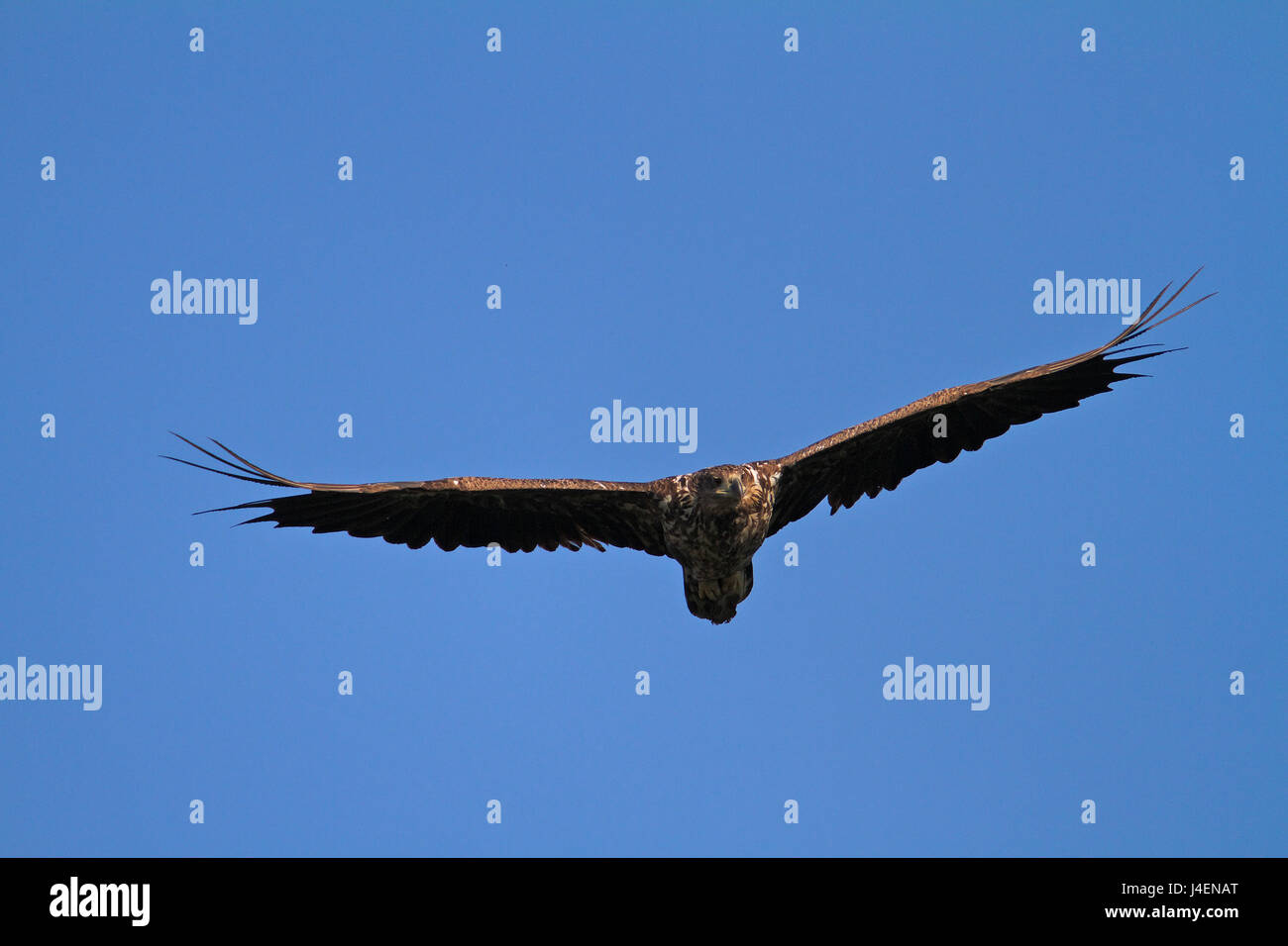 The white-tailed eagle in flight in Kopački rit, Croatia Stock Photo ...