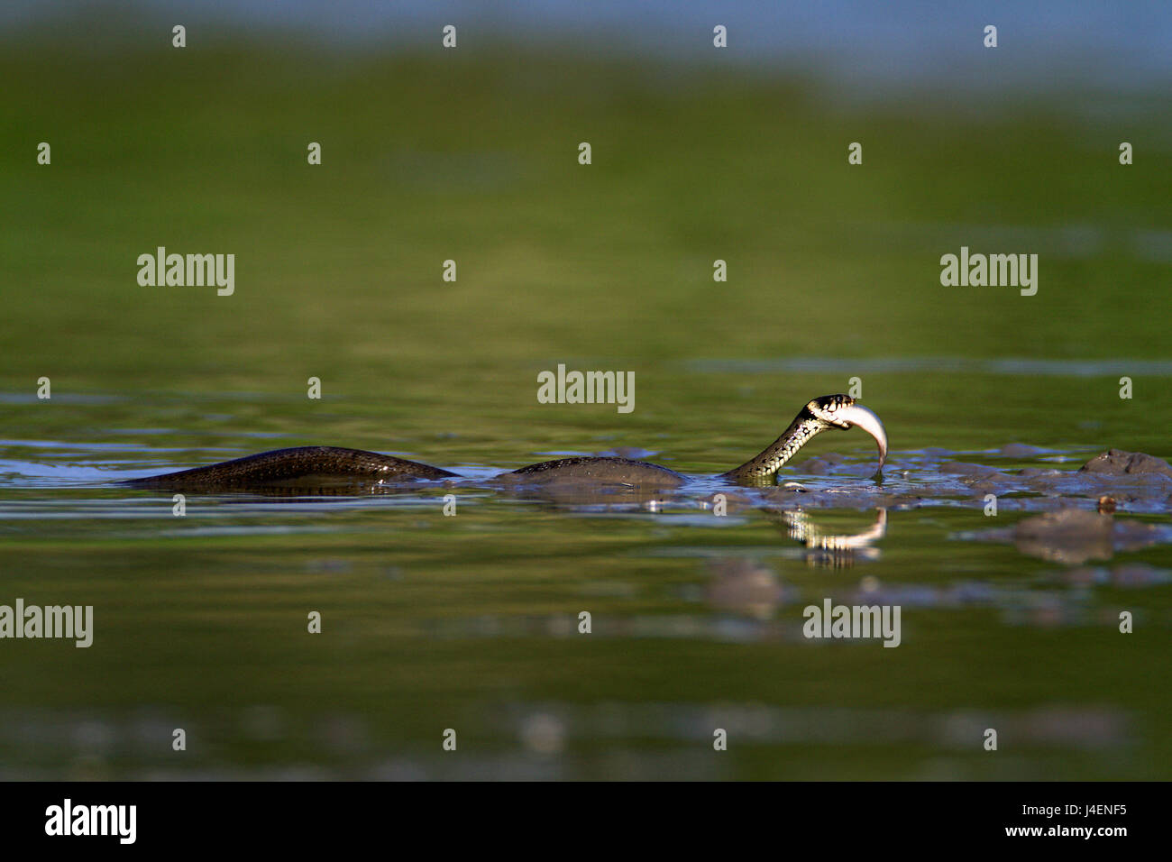 Grass snake eating a fish in a shallow pond, Kopački rit, Croatia Stock Photo