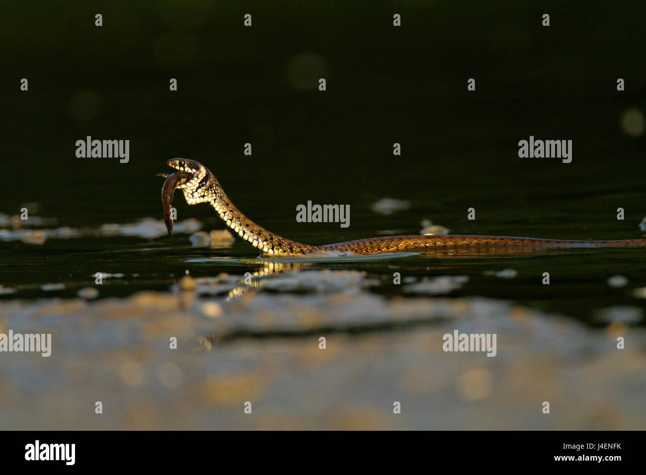 Grass snake eating a fish in a shallow pond, Kopački rit, Croatia Stock