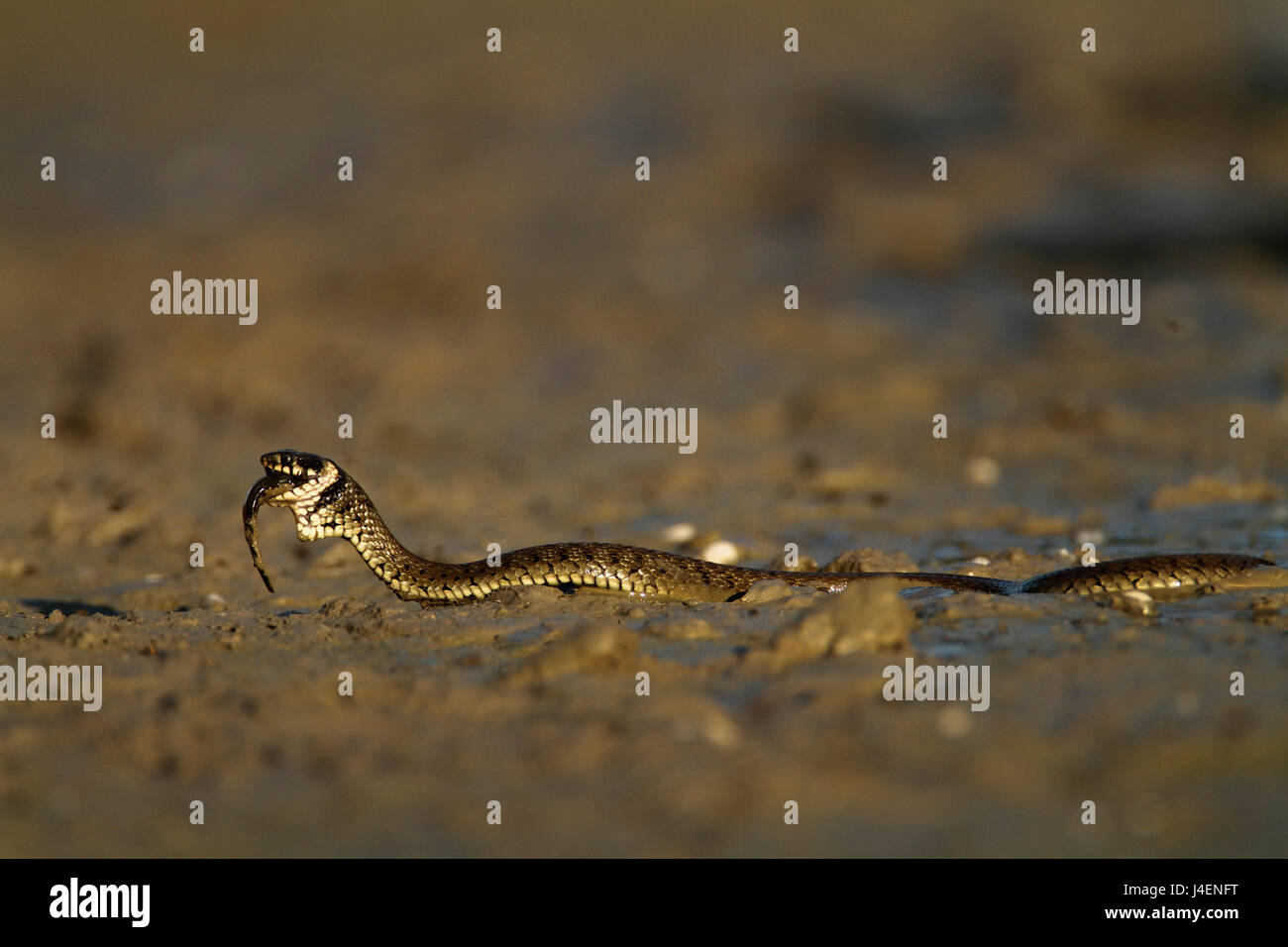 Grass snake eating a fish in a shallow pond, Kopački rit, Croatia Stock Photo