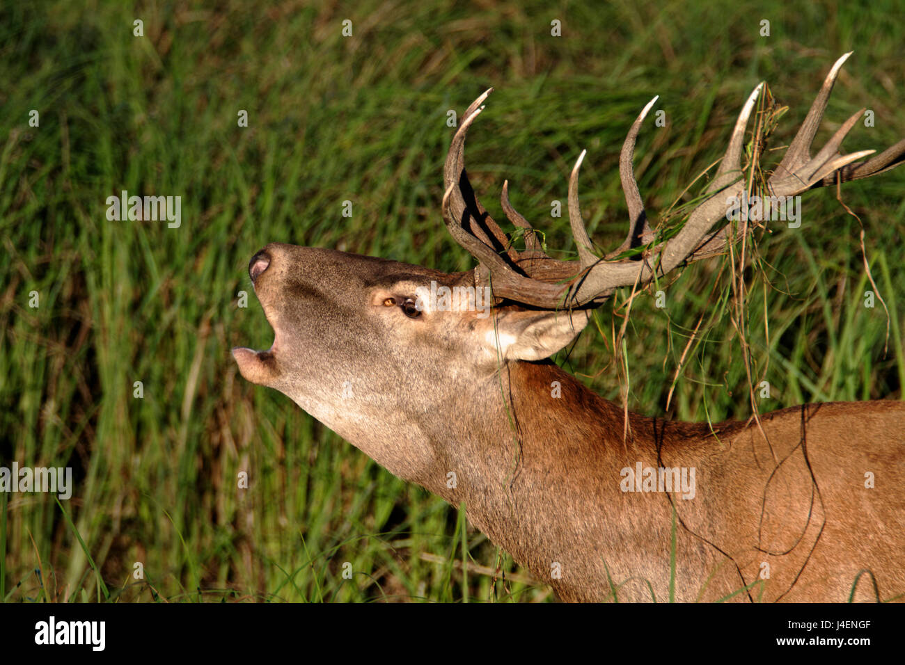 Deer rut in Kopački rit, Croatia Stock Photo