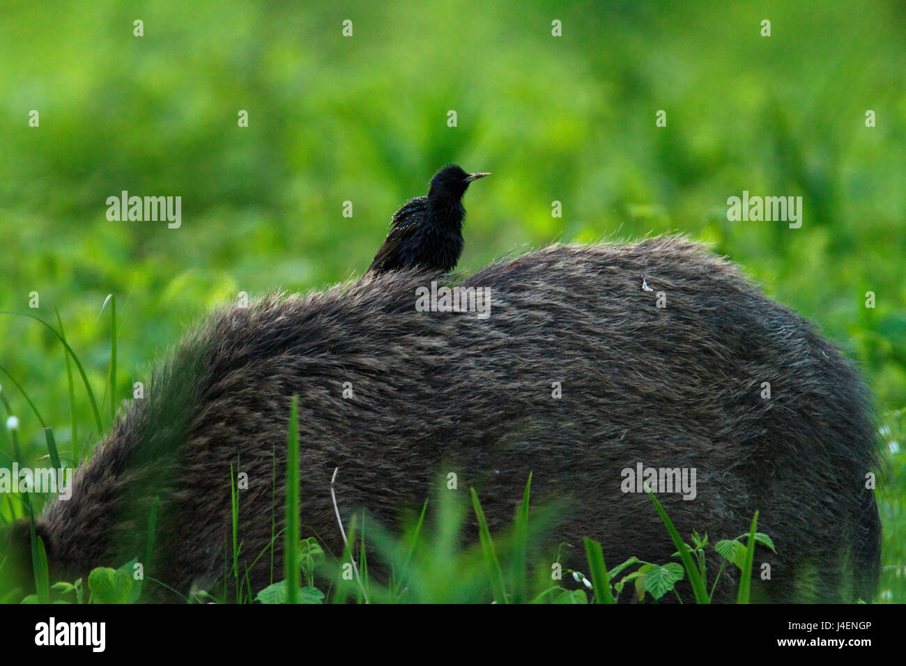 Starling on the back of wild boar in Kopački rit Stock Photo