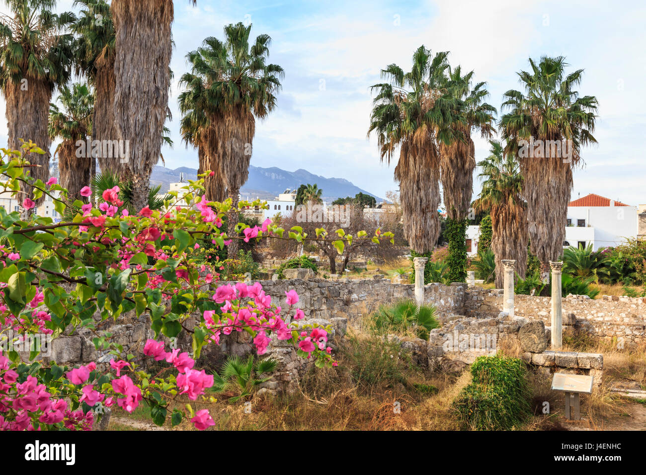 Ancient Agora, Bougainvillea and palm trees, Greek, Roman and Byzantine ruins, Kos Town, Kos, Dodecanese, Greek Islands, Greece Stock Photo
