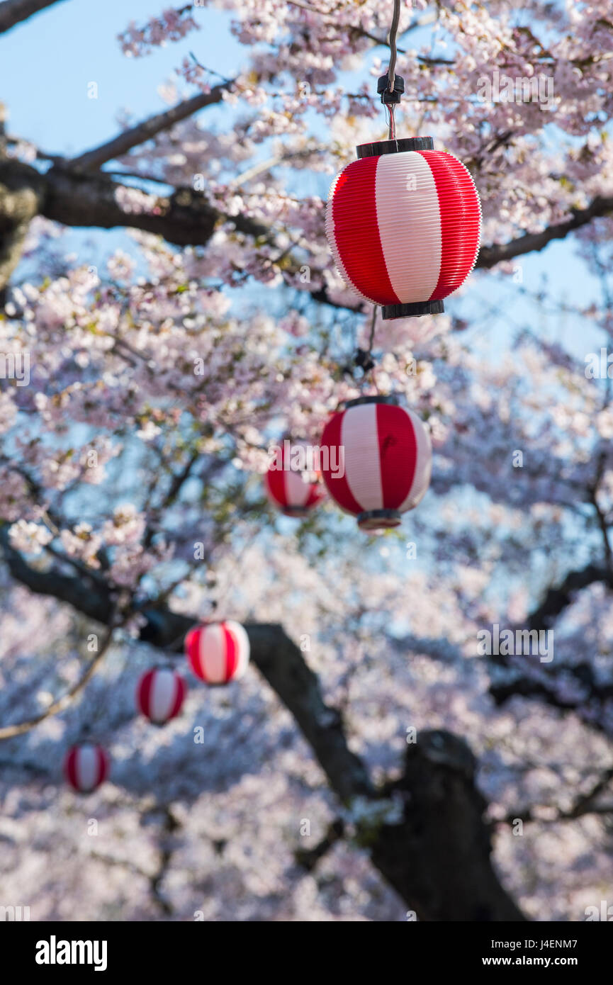 Paper lanterns hanging in the blooming cherry trees, Fort Goryokaku, Hakodate, Hokkaido, Japan, Asia Stock Photo