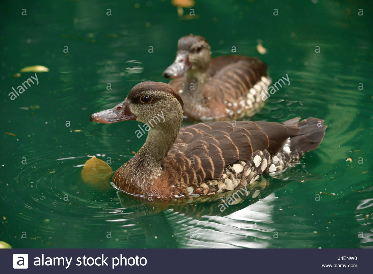 Burung Belibis Stock Photos Burung Belibis Stock Images Alamy