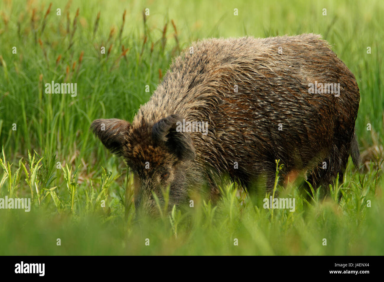 The wild boar in the sedges of Kopacki rit Nature Park in Croatia Stock Photo