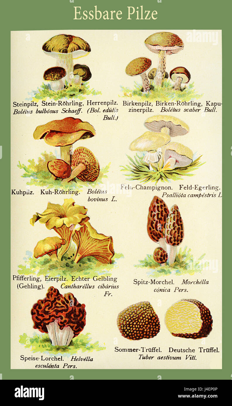 Vintage color table of edible mushrooms, with latin and german 