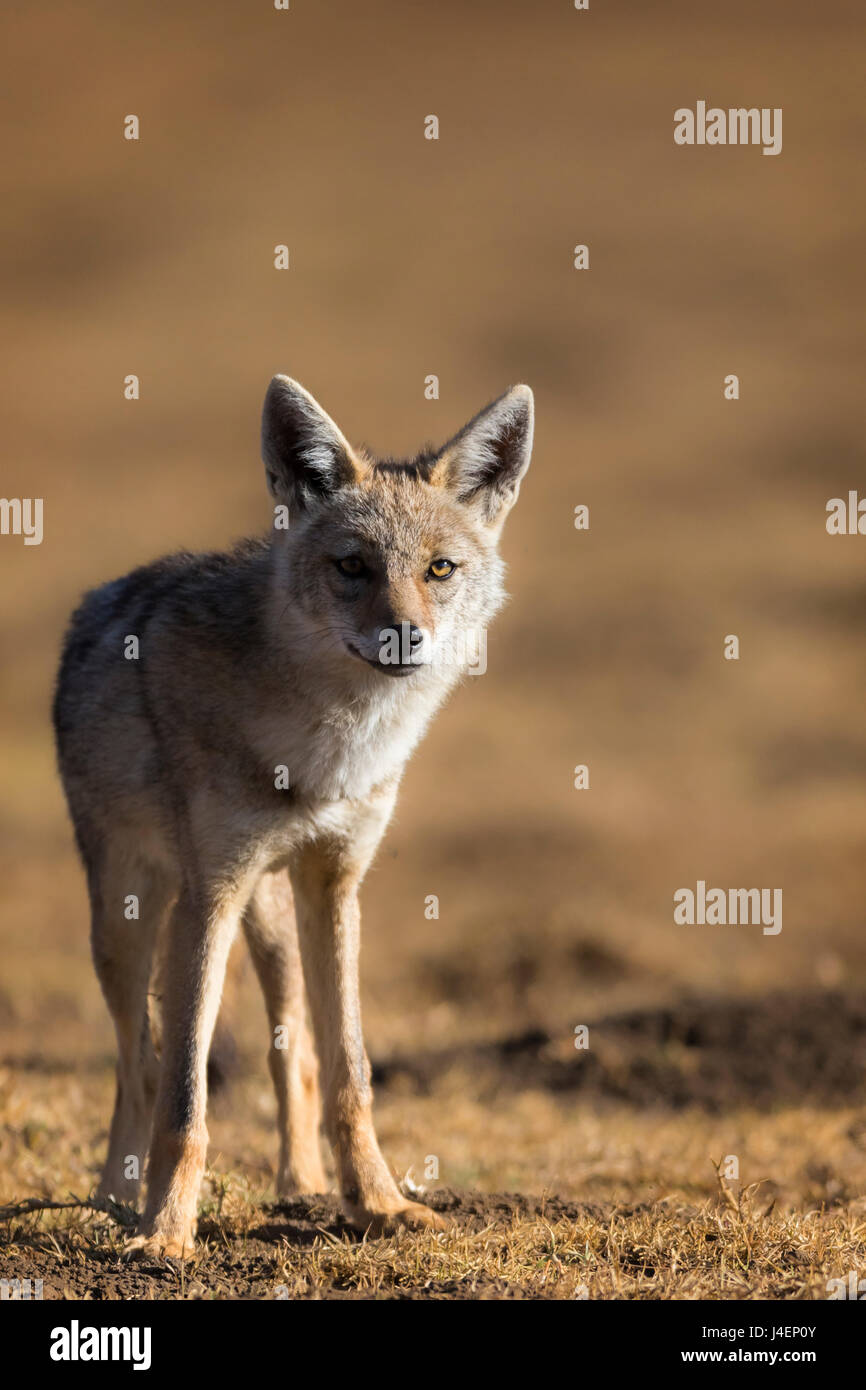 Black-backed jackal (Canis mesomelas), Ngorongoro Conservation Area, Tanzania, East Africa, Africa Stock Photo