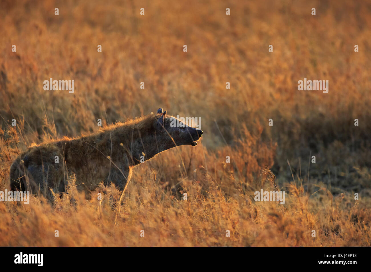 Spotted hyena (Crocuta crocuta), Serengeti National Park, Tanzania, East Africa, Africa Stock Photo