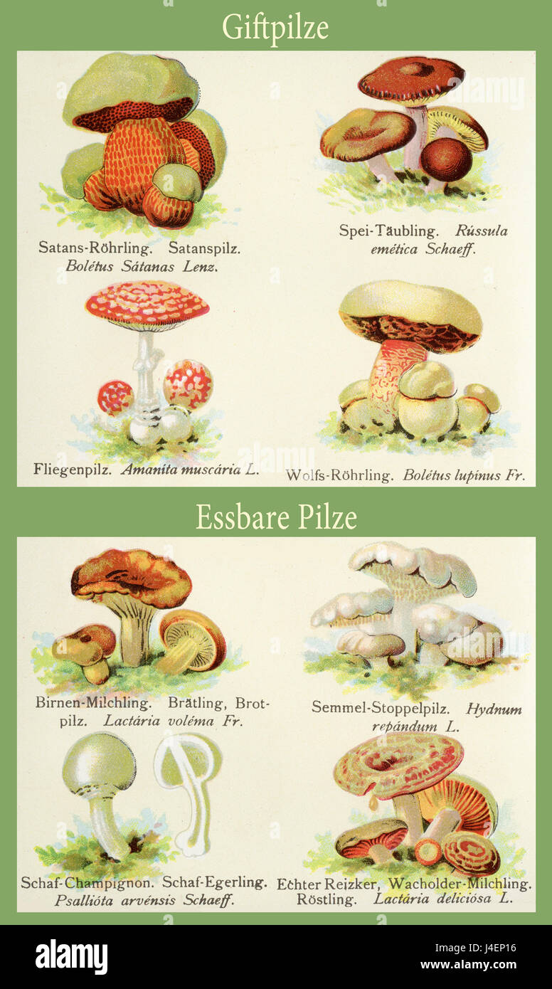 Vintage color table of edible and poisonous mushrooms, with latin and