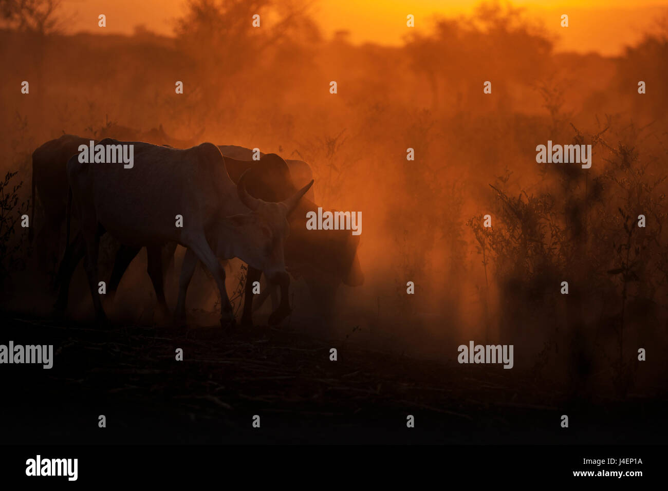Zebu cattle grazing at dusk, Tanzania, East Africa, Africa Stock Photo