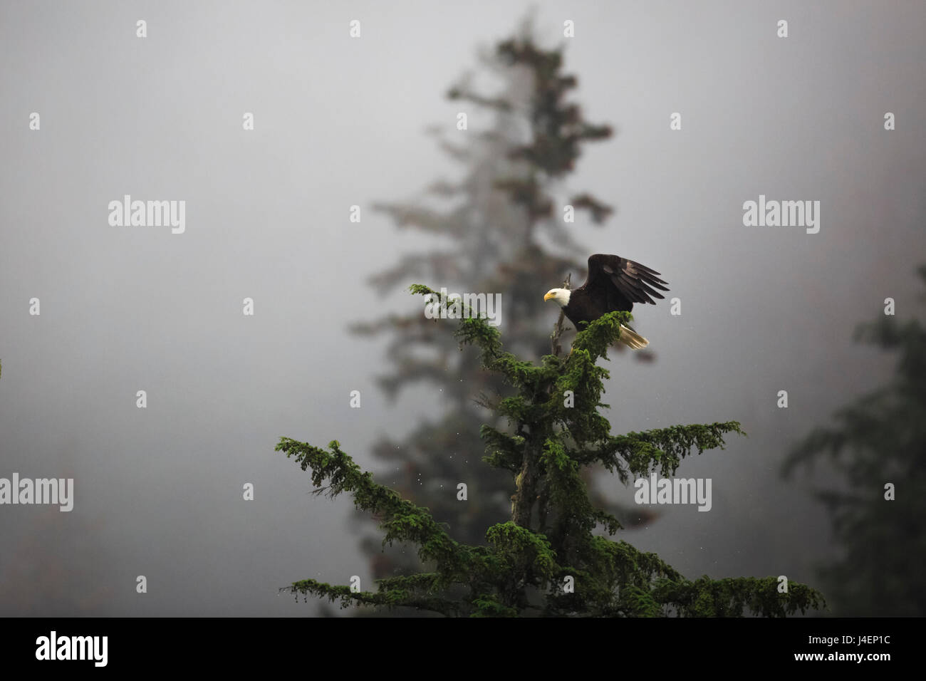 Bald eagle (Haliaeetus leucocephalus), Chugach National Forest, Alaska, United States of America, North America Stock Photo