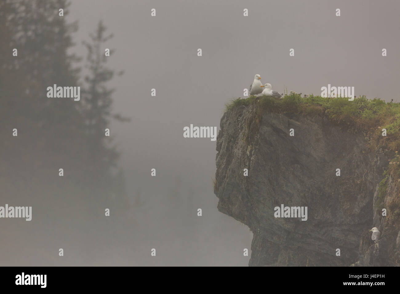 Glacous-winged gulls (Larus glaucescens) perched on a cliff in the mist, Valdez, Alaska, United States of America, North America Stock Photo