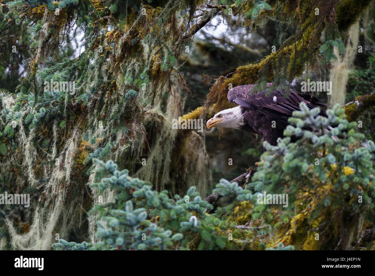 Bald eagle (Haliaeetus leucocephalus), Prince William Sound, Alaska, United States of America, North America Stock Photo