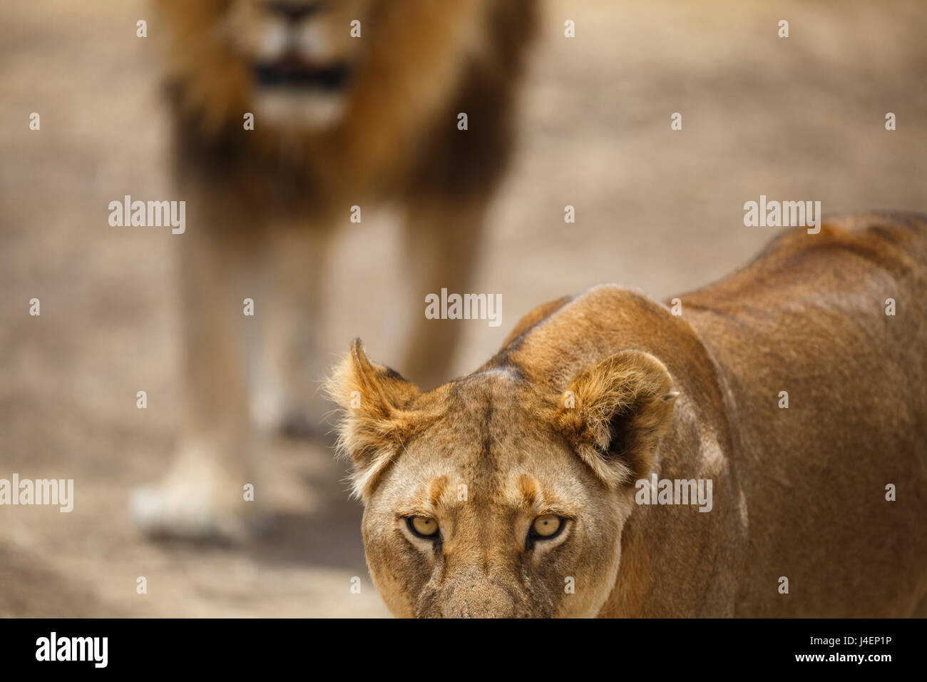 Pair of lions (Panthera leo), Serengeti National Park, Tanzania, East Africa, Africa Stock Photo
