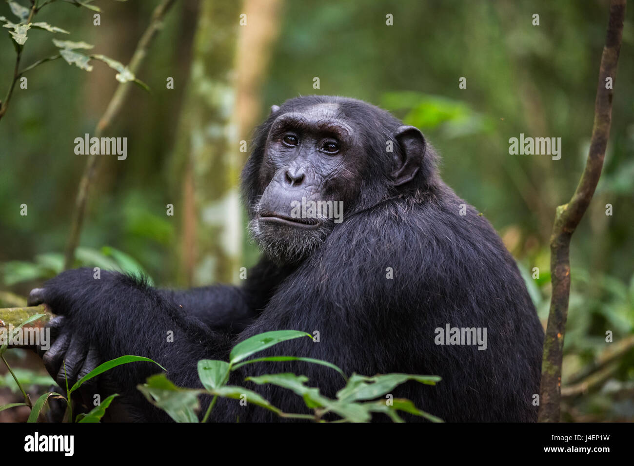 Chimpanzee (Pan troglodytes), Kibale National Park, Uganda, Africa Stock Photo