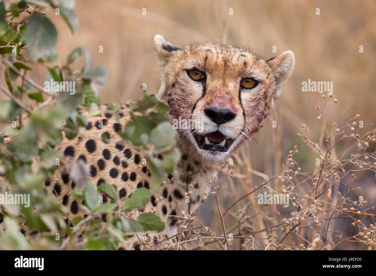 Cheetah (Acinonyx jubatus), Serengeti National Park, Tanzania, East Africa, Africa Stock Photo