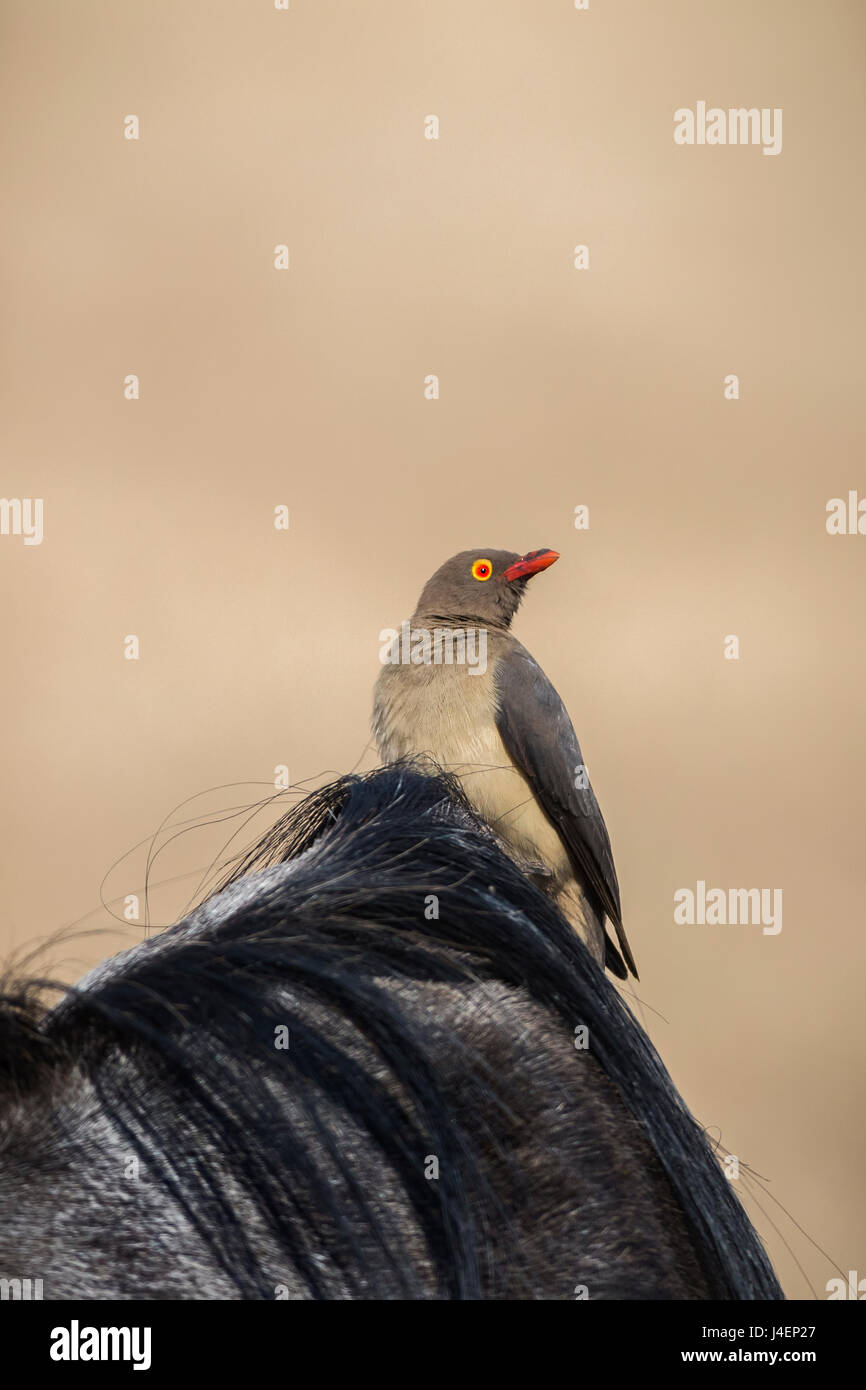 Red-billed oxpecker (Buphagus erythrorhynchus), Ngorongoro Crater, Tanzania, East Africa, Africa Stock Photo