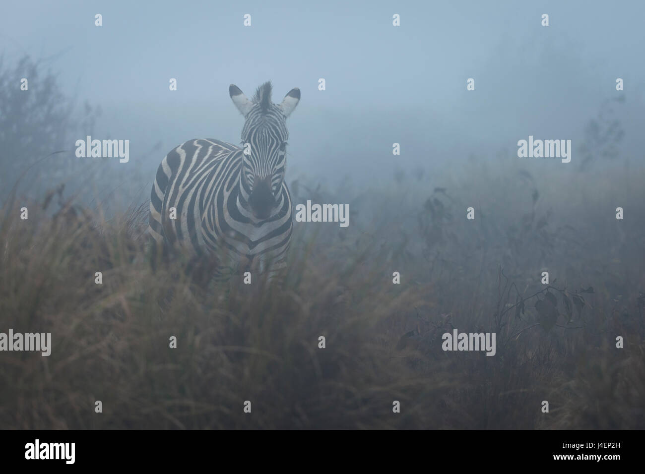 Zebra (Equus quagga) in the mist, Ngorongoro Conservation Area, Tanzania, East Africa, Africa Stock Photo