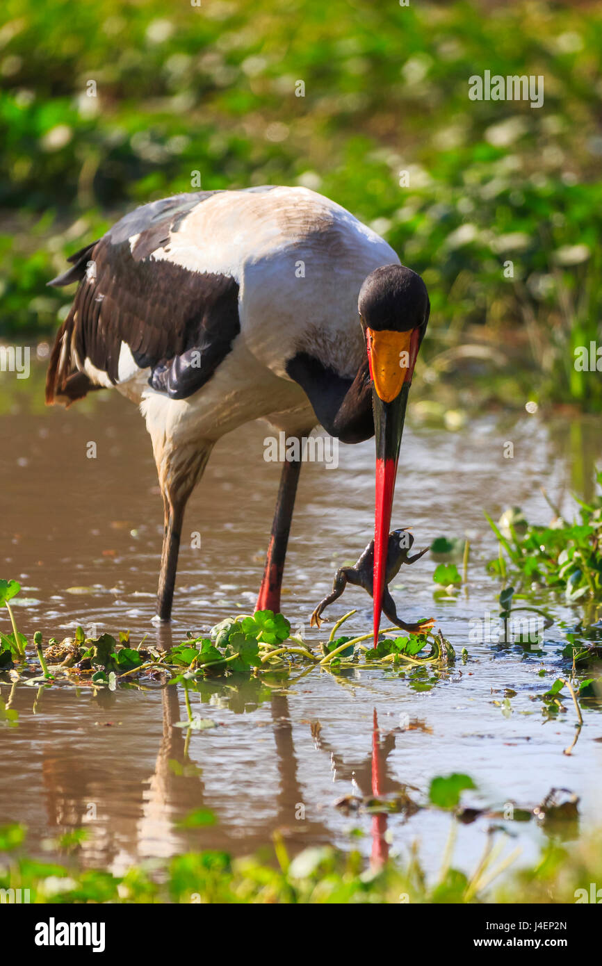 Saddle-billed stork (Ephippiorhynchus senegalensis), Ngorongoro Crater, Tanzania, East Africa, Africa Stock Photo
