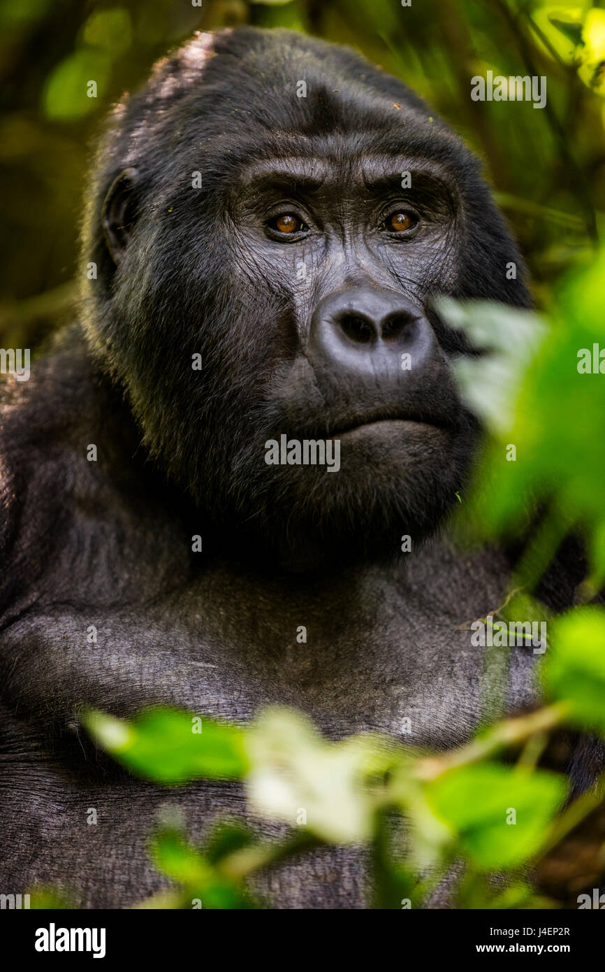 Mountain gorilla (Gorilla beringei beringei), Bwindi Impenetrable Forest, Uganda, Africa Stock Photo