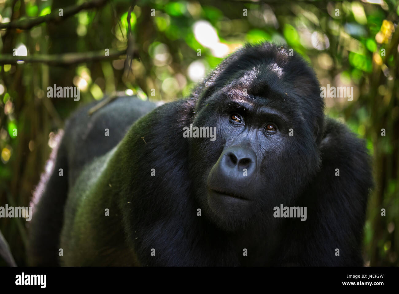 Mountain gorilla (Gorilla beringei beringei), Bwindi Impenetrable Forest, Uganda, Africa Stock Photo