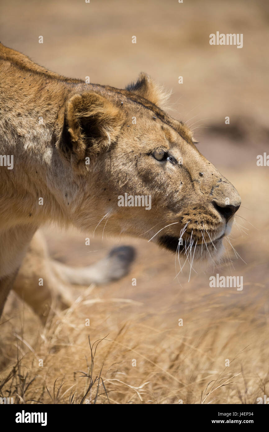 Lioness (Panthera leo), Ngorongoro Crater, Tanzania, East Africa, Africa Stock Photo