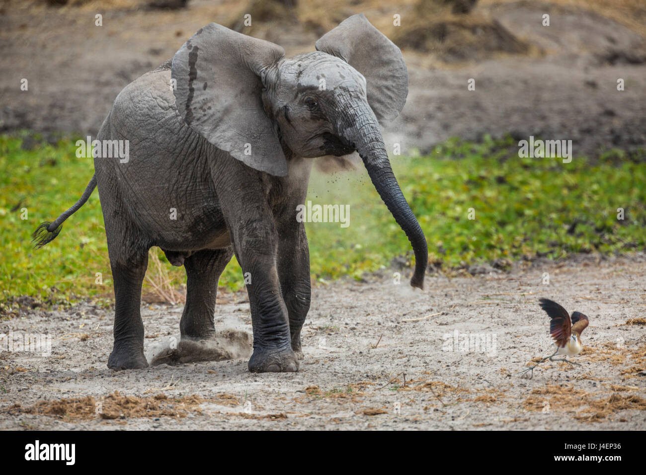 Baby elephant chasing bird (L. africana), Tarangire National Park, Tanzania, East Africa, Africa Stock Photo